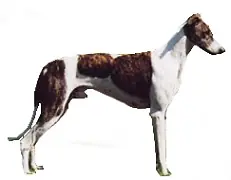 Lévrier hongrois en photo