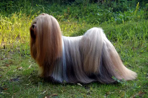 Lhassa Apso en photo