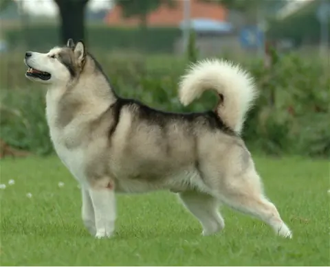 Malamute de l'Alaska en photo