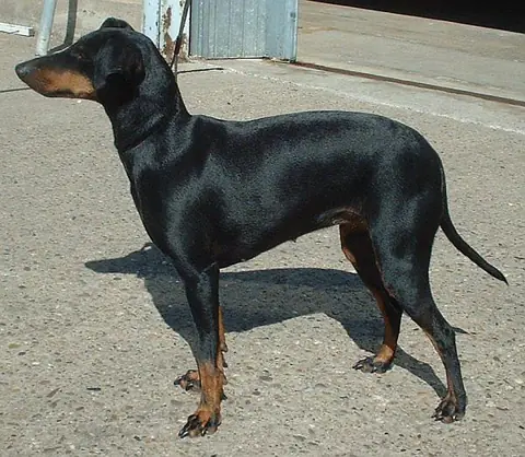 Manchester terrier en photo