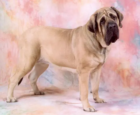 Mastiff en photo