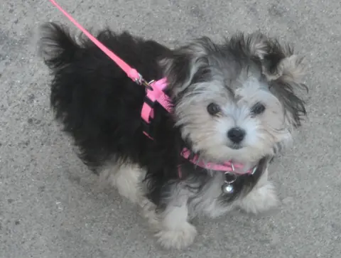 Morkie en photo