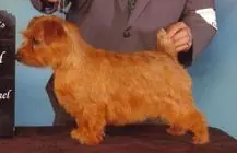 Norfolk Terrier en photo