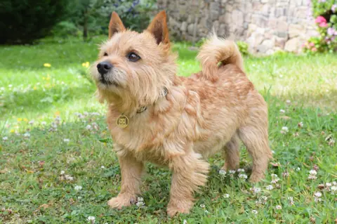 Norwich Terrier en photo