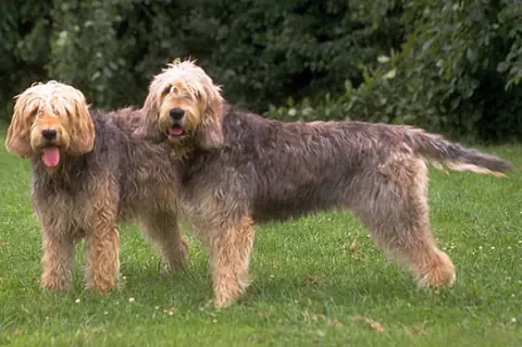 Otterhound en photo