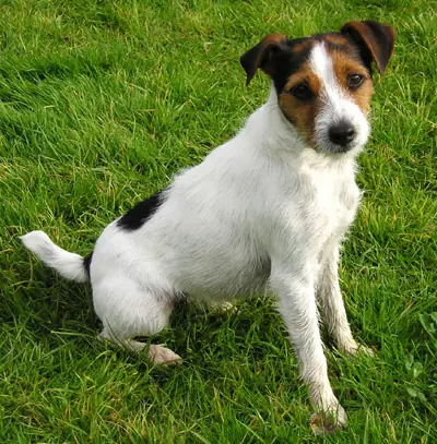 Parson Russell Terrier en photo
