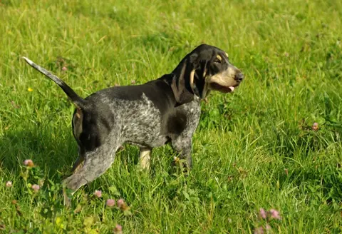 Petit bleu de Gascogne en photo