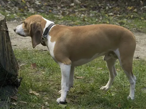 Petit chien courant suisse en photo