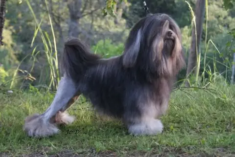 Petit chien lion en photo