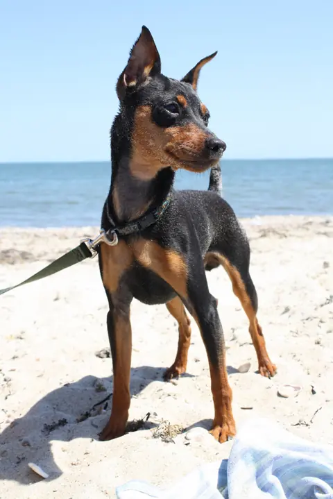 Pinscher nain en photo