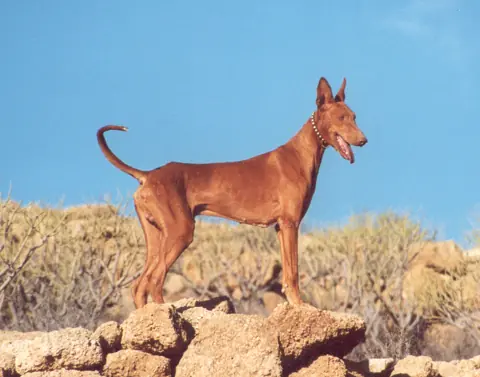 Podenco canario en photo
