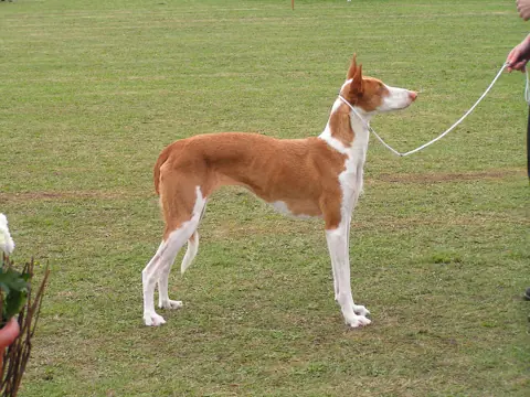 Podenco ibicenco en photo