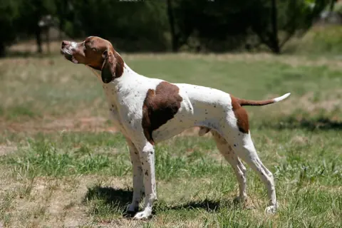 Pointer anglais en photo