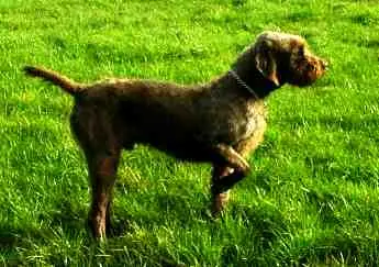 Pudelpointer en photo