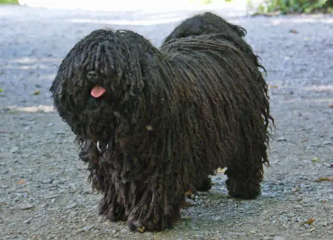 Puli en photo