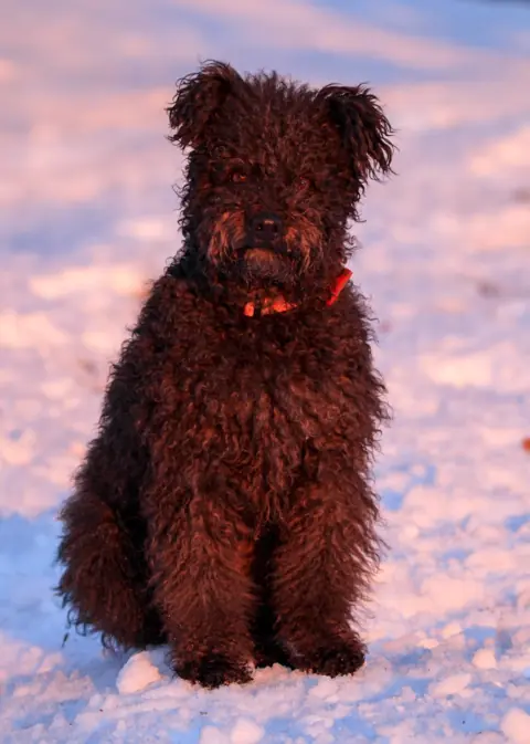 Pumi en photo