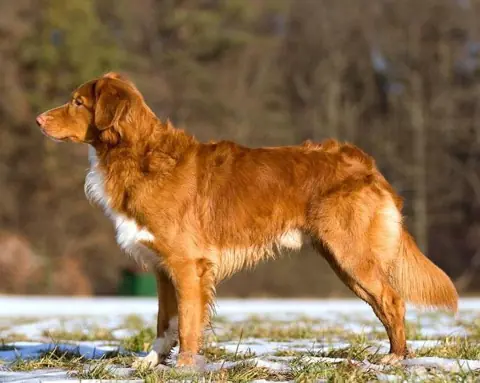 Retriever de la Nouvelle-Écosse en photo
