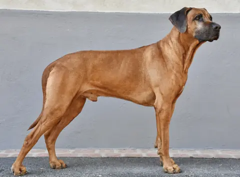 Rhodesian Ridgeback en photo
