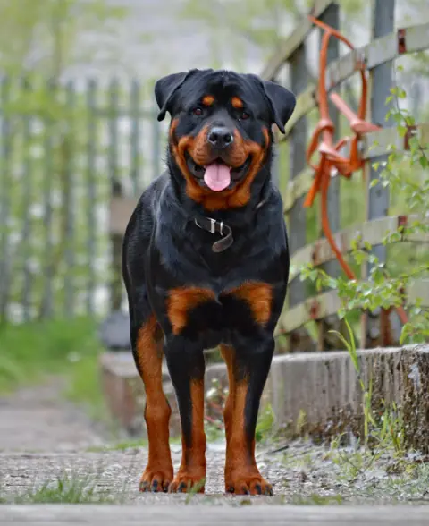 Rottweiler en photo