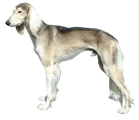 Saluki en photo