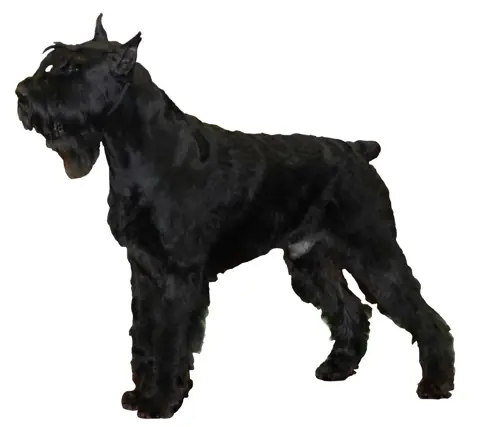 Schnauzer géant en photo