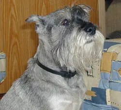 Schnauzer moyen en photo