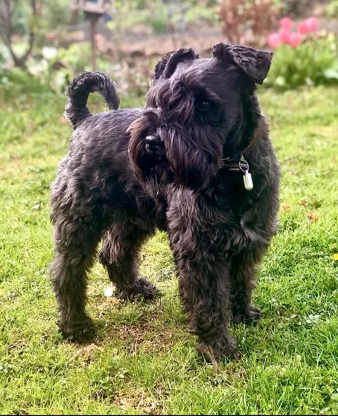 Schnauzer en photo