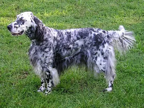 Setter anglais en photo