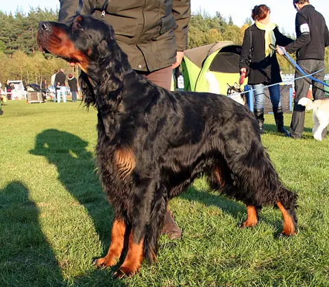 Setter Gordon en photo