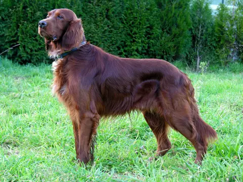 Setter irlandais en photo