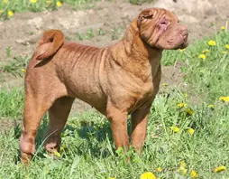 Shar Pei en photo