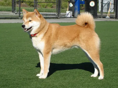 Shiba Inu en photo
