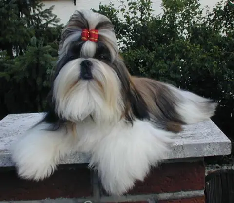 Shih Tzu en photo