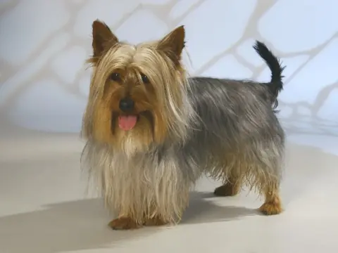 Silky Terrier en photo