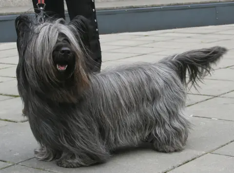Skye Terrier en photo