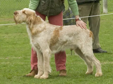 Spinone en photo