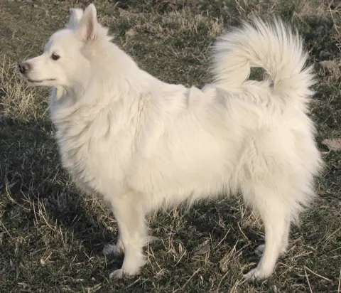 Spitz allemand en photo