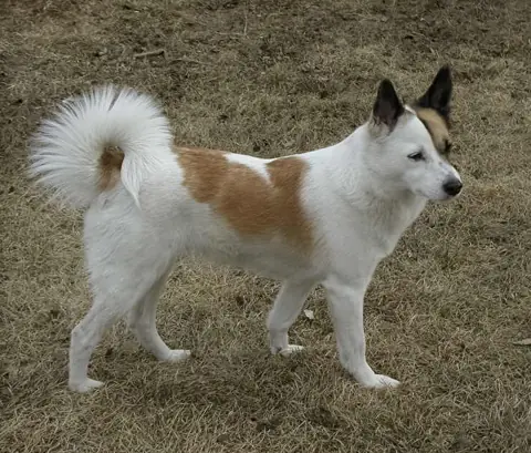 Spitz de Norrbotten en photo