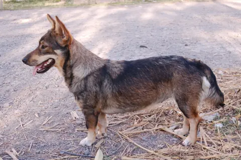 Spitz des Wisigoths en photo