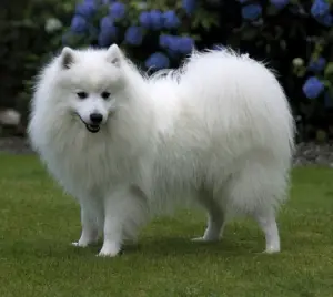 Spitz japonais en photo