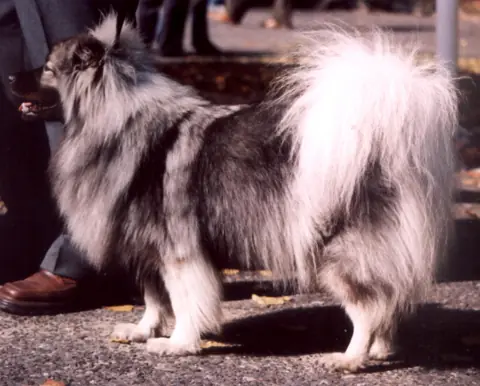 Spitz-loup en photo
