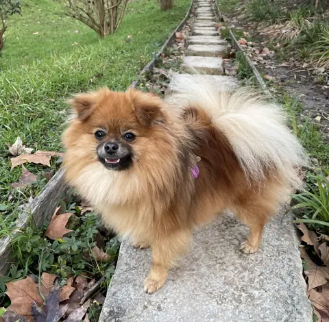 Spitz nain en photo