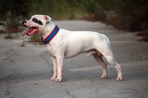 Staffordshire Bull Terrier en photo