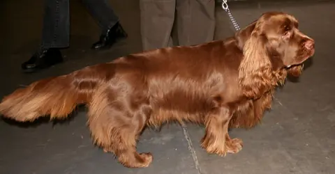 Sussex Spaniel en photo