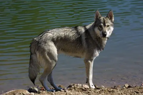 Tamaskan en photo