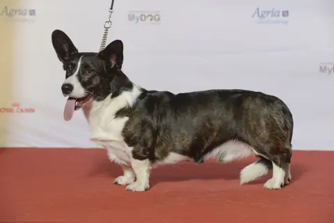 Welsh Corgi en photo