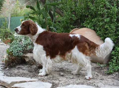 Welsh Springer Spaniel en photo