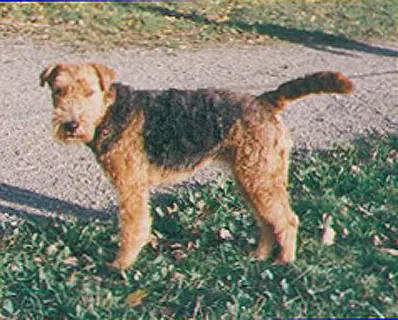 Welsh Terrier en photo