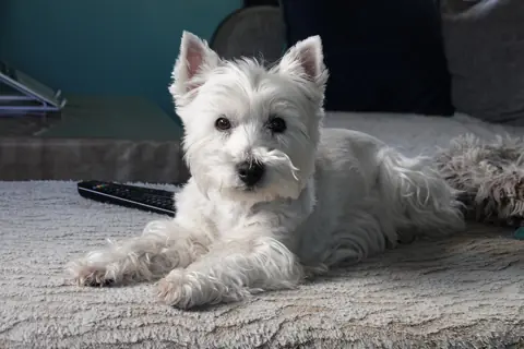 Westie en photo