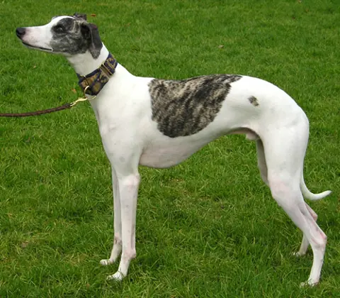 Whippet en photo